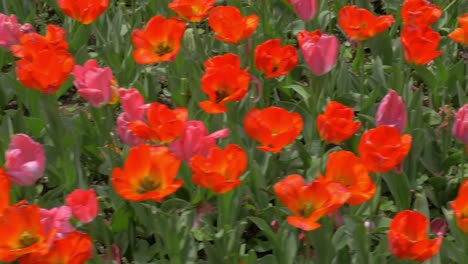 Caminando-Entre-Tulipanes-Rojos