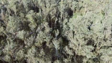 Eukalyptuswald-Aus-Der-Luft-Gesehen