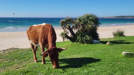 A-cow-at-the-beautiful-beach-of-Bolonia-near-Tarifa
