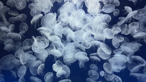 Medusas-Blancas-Translúcidas-Nadando-En-Un-Acuario