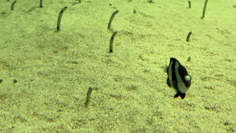 Unique-Garden-Eels-move-up-and-down-the-sands-at-their-burrow-in-an-aquarium