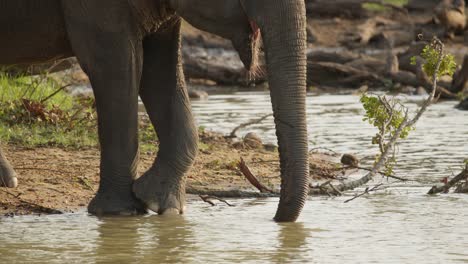 Elephant-drinking-water-at-water-hole,-jungle,-forest