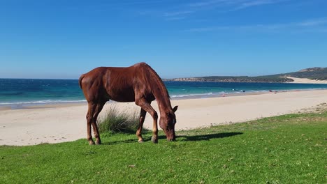 A-horse-at-the-beautiful-beach-of-Bolonia-near-Tarifa