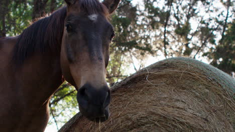Majestätisches-Pferd,-Das-Im-Schönen-Sonnenlicht-Auf-Der-Ranch-Runde-Heuballen-Frisst
