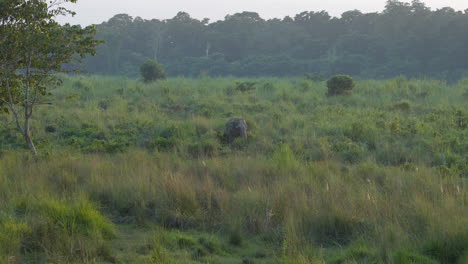 Un-Elefante-En-Las-Praderas-Del-Parque-Nacional-De-Chitwan,-En-El-Sur-De-Nepal.