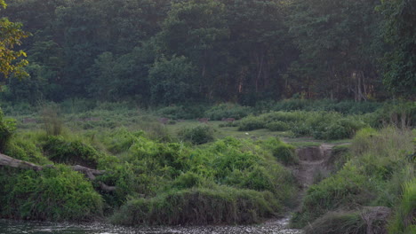 Eine-Große-Herde-Gefleckter-Hirsche-Kommt-Aus-Dem-Wald-In-Das-Grasland-Des-Chitwan-Nationalparks-In-Nepal