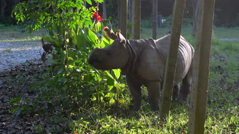 Un-Rinoceronte-Bebé-Comiendo-Las-Hojas-De-Un-Pequeño-Arbusto-En-La-Tierra-Que-Bordea-El-Parque-Nacional-De-Chitwan-En-Nepal.