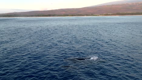 Whale-breathing-in-front-of-the-coast,-filmed-with-a-drone,-Reunion-island
