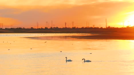 Drone-close-up-shot-two-swans-gracefully-gliding-on-a-tranquil-lake,-bathed-in-the-warm-glow-of-a-golden-sunset,-4k50fps
