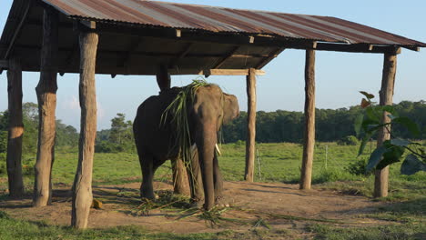 A-domestic-elephant-tied-to-a-post-with-a-chain-under-a-roof