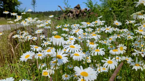 White-blooming-chamomile-flowers-summer-field-meadow