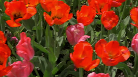 In-the-field-of-red-tulips
