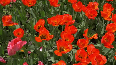 Slow-motion-top-view-of-red-tulips-field