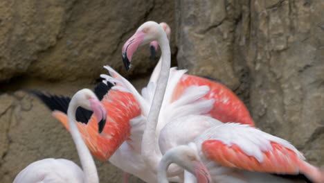 Greater-flamingos-in-the-zoo
