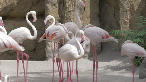 Group-of-Greater-flamingos-in-the-zoo