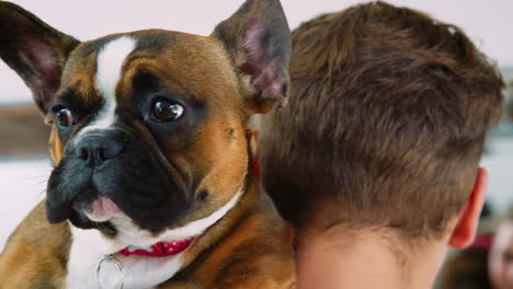Nahaufnahme-Einer-Französischen-Bulldogge,-Die-Ihrem-Besitzer-über-Die-Schulter-Schaut