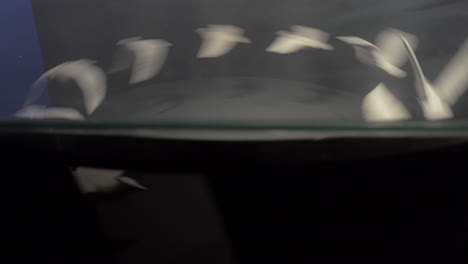Praxinoskop-Animation-Fliegender-Tauben