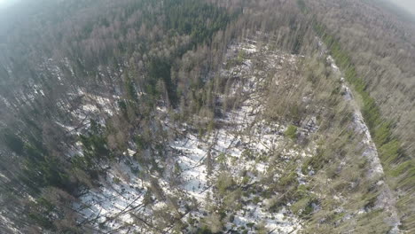Aerial-scene-of-mixed-forest-with-birches-and-spruce-trees-in-winter