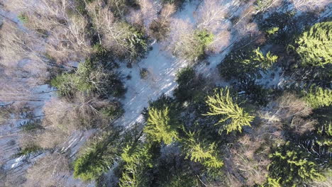 Aerial-winter-scene-of-mixed-forest