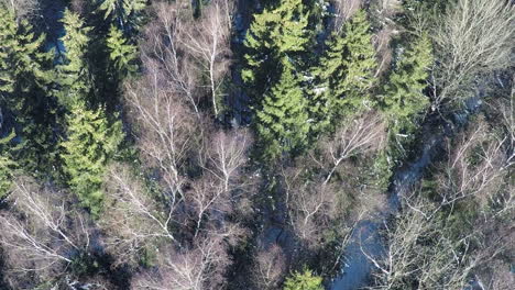 Aerial-scene-of-mixed-forest-in-winter