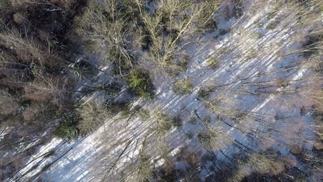 Mixed-forest-in-winter-aerial-shot