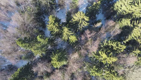 Spruce-and-bare-birches-in-winter-mixed-forest-aerial-view