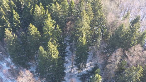 Conifers-and-birches-in-winter-mixed-forest-aerial-view