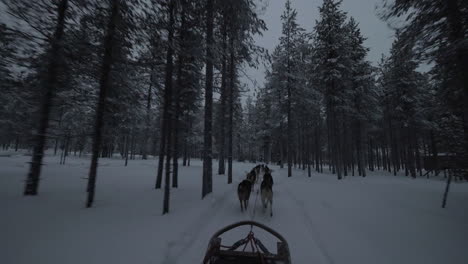 Team-of-husky-dogs-pulling-sled-through-pine-wood
