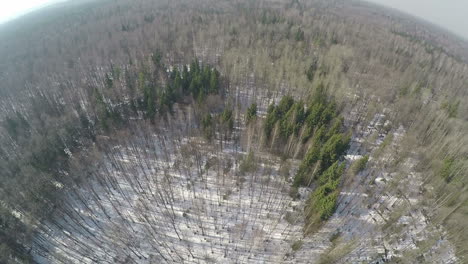 Flying-over-mixed-forest-with-conifer-trees-and-birches-winter-scene