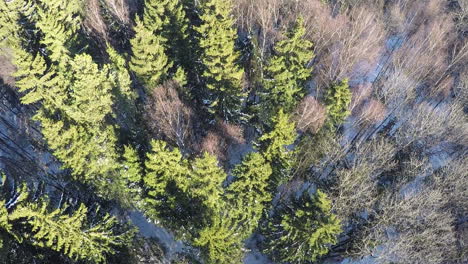 Winter-forest-with-fir-trees-and-birches-aerial