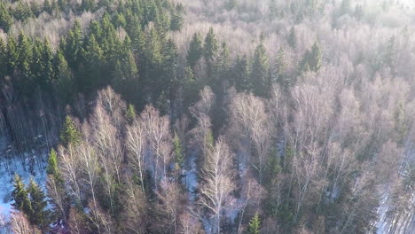 Coniferous-trees-and-birches-in-winter-mixed-forest-aerial