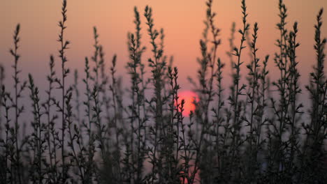 Red-sunset-view-through-the-grass