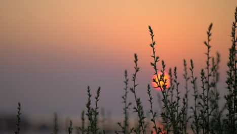 Evening-scene-with-red-sun-and-grass