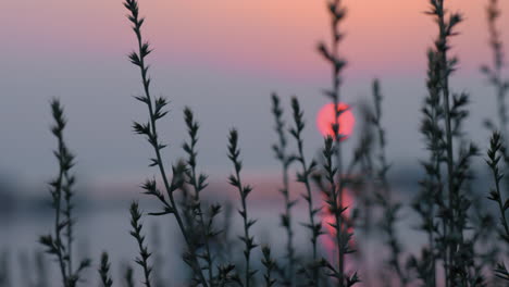 Blick-Auf-Den-Sonnenuntergang-Und-Den-See-Durch-Das-Gras