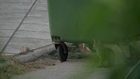Obdachlose-Katze-In-Der-Nähe-Des-Müllcontainers