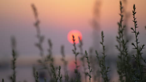 Quiet-evening-scenery-with-red-sun-and-grass