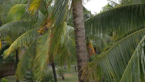 Blick-Auf-Die-Gelbgrüne-Kokosnuss-Im-Bündel-Auf-Der-Kokospalme-Mit-Riesigen-Blättern