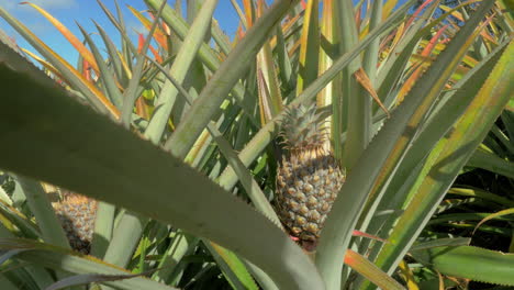 View-of-pineapple-plants-farm-in-summer-season-against-blue-sky-Mauritius-Island