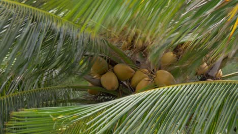 Palme-Mit-Kokosnüssen,-Die-Im-Wind-Winken