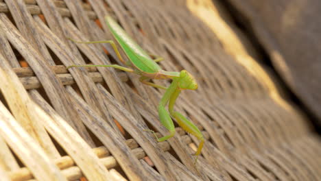 Praying-mantis-on-wicker-chair-outdoor