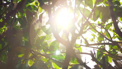 Sun-shining-through-the-tree-branches-during-watering