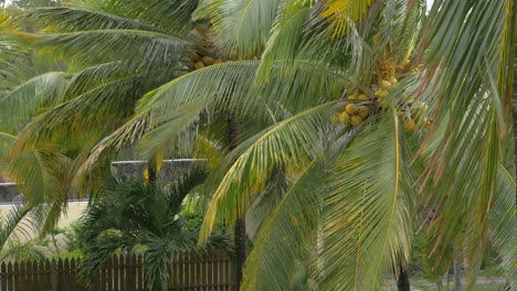Garten-Mit-Kokospalmen