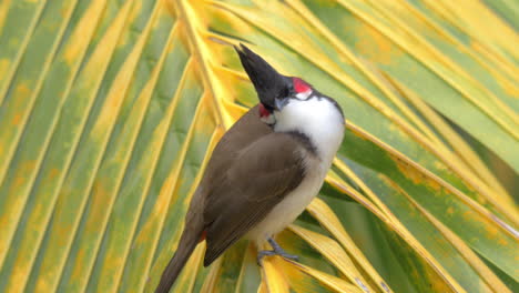 Red-whiskered-bulbul-on-palm-leaf