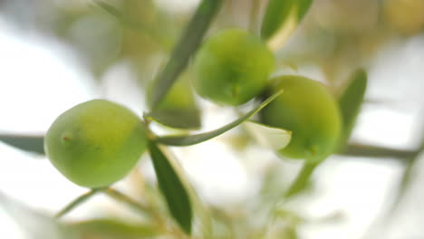 Tree-branch-with-green-olives