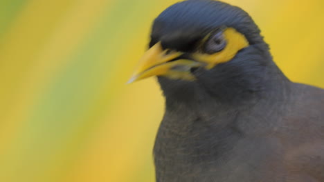 Black-and-yellow-mynah-bird