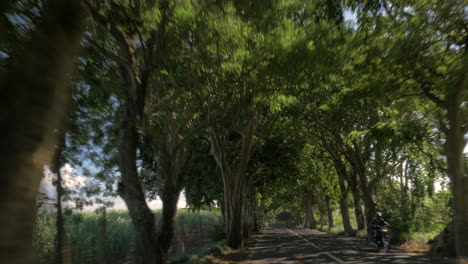 Conduciendo-Por-La-Carretera-Con-árboles-Y-Tierras-De-Cultivo-De-Caña-De-Azúcar-Al-Lado
