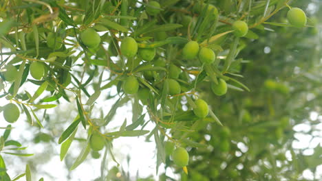 Reiche-Ernte-Von-Olivenbäumen-Mit-Grünen-Früchten