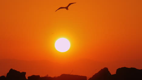 Sea-gull-flying-in-orange-sunset-sky