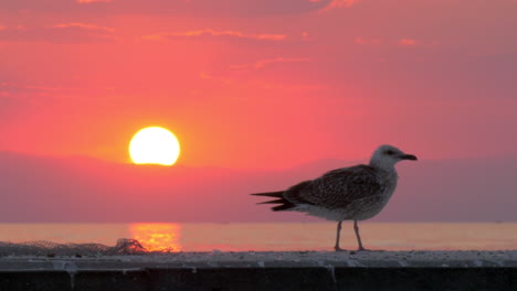 Lonely-seagull-near-the-sea-at-sunset