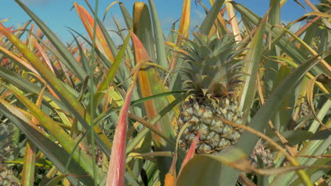 Field-of-pineapples